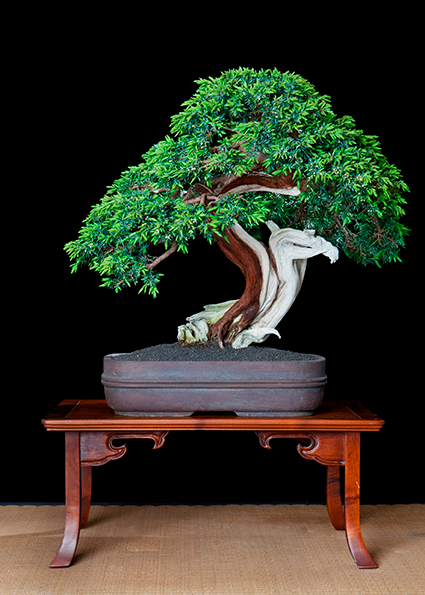 bonsai-bild-001