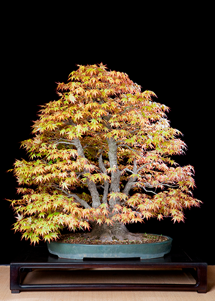 bonsai-bild-003