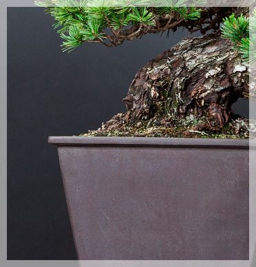 Bonsai Dünger für schnellen Wachstum