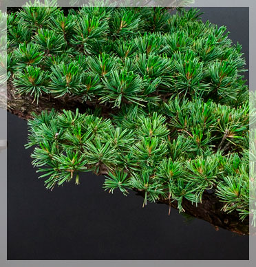 Bonsai Dünger für schnellen Wachstum
