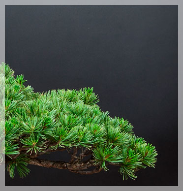 Bonsai Dünger für schnellen Wachstum